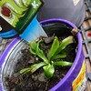 ハエトリソウのトロ箱植え
