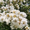 サルスベリ　百日紅　Crape myrtle　が咲き誇っています…　子供の頃を思い出す事が出来る花の一つです。