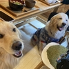 ann's cafe 「感謝」