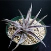 Dyckia 'Bill Paylen' 