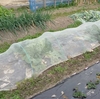 家庭菜園、農作業を開始