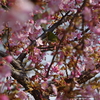 河津桜とメジロ