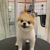  Cute Captions for Twitting Your Adorable Pomeranian