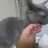 神戸＆大阪からただいまーの時の猫ら