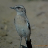 Isabelline Wheatear イナバヒタキ （インドの鳥その57）