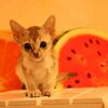 ちいさすぎる！！シンガプーラの仔猫ちゃんΣ(･ω･ﾉ)ﾉ！