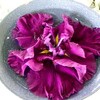 花菖蒲