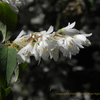 卯の花　ウツギ　Deutzia crenata