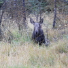 Moose Calf