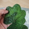 月間横浜家菜No.20 2025.11月の野菜たち