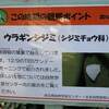 ウラギンシジミの越冬