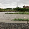 大雨の後、イカルチドリ、ツバメ