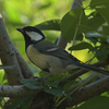夕方の野鳥撮影でシジュウカラを撮る。