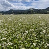 信州の原風景＊白い蕎麦の花とまぜ蕎麦料理