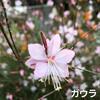 淡いピンクの花