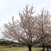 チーム練　今年のピークパワー