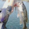 春らしい