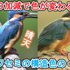 光の加減で色が変わる！？カワセミの構造色の羽