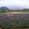 幌見峠のラベンダー