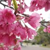 名城公園　カンヒザクラ・ミモザ・菜の花