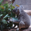 「東山動物園」に行ってきました。