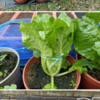 ミニ白菜を更に縛りました