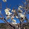 岐阜市の粕森公園と梅林公園に早春の木花を見に行った（後編：梅林公園）