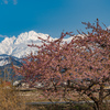 白くなった劔岳と河津桜