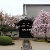 妙顕寺　桜と曲水の庭にうっとり Ψ(ﾟ∀ﾟ)Ψ