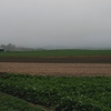 田園の朝霧