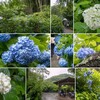 江ノ島・報国寺の竹林・八幡宮・明月院の紫陽花の日帰り旅 6/6