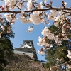 3月24日　高知公園の桜開花状況