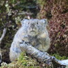 東ヌプカウシ山へ①（6月19日）