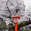 村富神社 さくら満開！(2024/4/6)