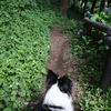 六月の森（３）