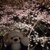 #リリポートガーデン#夜桜#イクスピアリ#くまくま神社#きつね王子