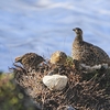 ２０２２年７月　富山県にて野鳥観察（アルパインツアーサービスの二泊三日野鳥観察ツアーに参加）