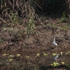 クサシギ Green Sandpiper