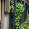 フウセンカズラ、日本原産でもなさそうなのに日本の風情を感じてしまうのです。