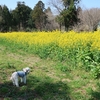 【犬連れ日帰りドライブ】【茨城県水郷県民の森】春の訪れ　潮来市