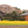 個人のお宅の桜たち・・