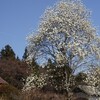 コブシ咲く