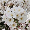 名島城址公園の臥龍桜、香椎宮の桜、満開