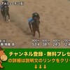 競馬無双で競馬予想！クイーンカップ（GIII） 【競馬調教】 アルミューテン調教動画JRA-VAN対応競馬ソフト