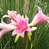 ホンアマリリスの花