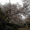 湘南３６０°（桜の季節編）