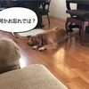 大型犬のいる生活