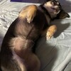 まろにー2122日目