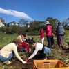 無農薬のサツマイモで焼き芋大会