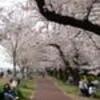 桜。境川、大栗川、多摩川、浅川、湯殿川、兵衛川、そして境川。